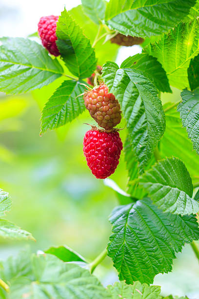 istock Ripe and green raspberry on the bush, organic background. 541283834