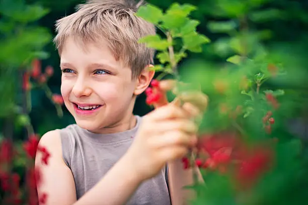 Happy little boy picking redcurrants from the bush. 