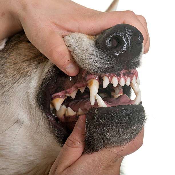 istock czechoslovakian wolf dog teeths 541284478
