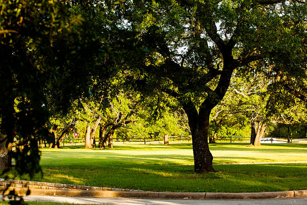 istock Large oak tree in park in summer season. 541285842
