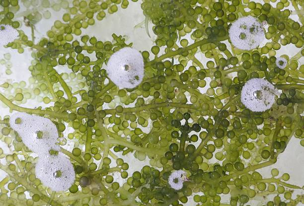 istock Seaweed in water tank 541285984