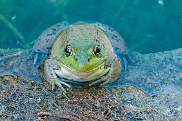 istock Bullfrog Sitting In A Swamp. 541286000