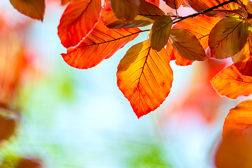 Leaves of the Red Beech tree.