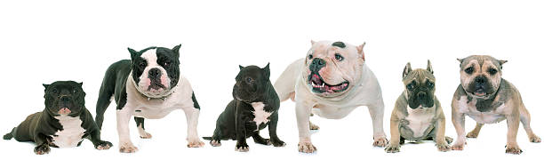 group of american bully group of american bully in front of white background american bully dog stock pictures, royalty-free photos & images