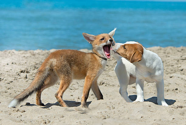fox and dog on beach stock photo
