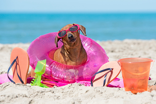 brown dachshund on the beach with toys