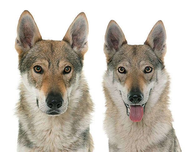 istock czechoslovakian wolf dogs 541287950