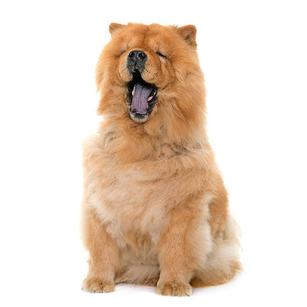 chow chow gähnen - chow stock-fotos und bilder