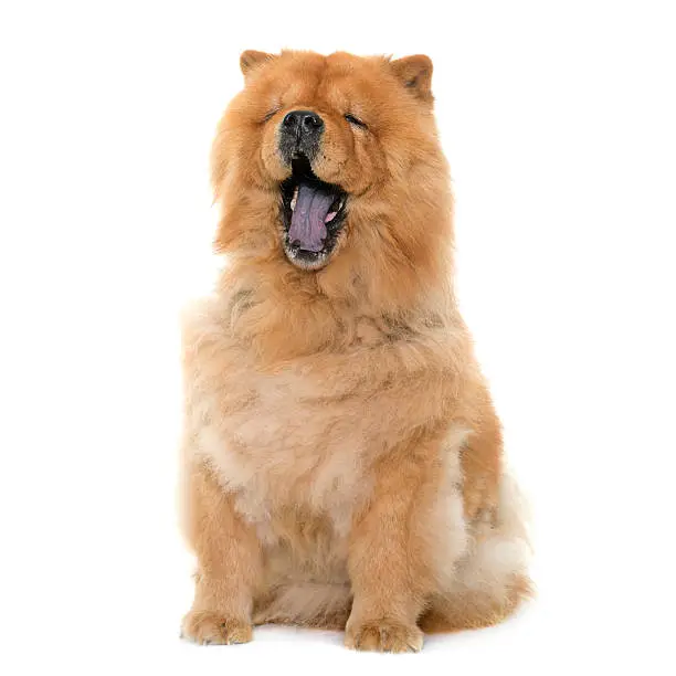 chow chow yawning in front of white background