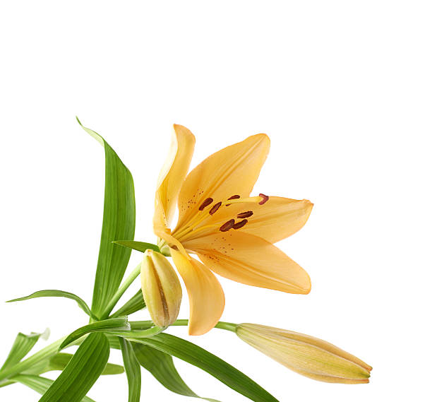 istock Yellow lily lilium flower isolated 541288438