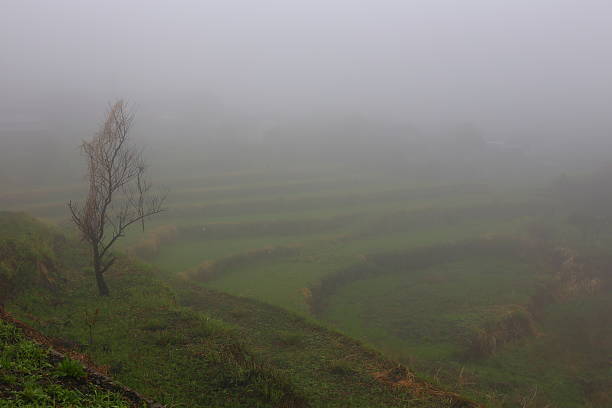 Beppu Rice Terrace Field 150+ Mist Beppu Stock Photos, Pictures & Royalty-Free Images - iStock