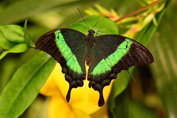 Emerald Swallowtail butterfly A pretty swallowtail butterfly lands in the gardens for a visit. papilio palinurus stock pictures, royalty-free photos & images