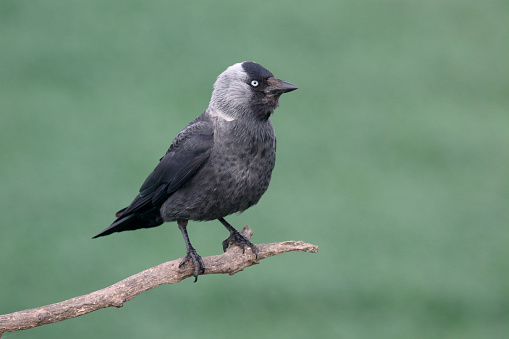 Jackdaw, Corvus monedula, single bird on branch, Hungary, May 2016