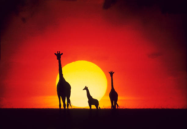 istock Giraffes at sunset, Masai Mara Game Reserve, Kenya 541289388