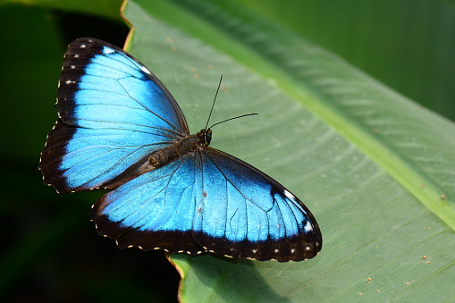 A pretty blue morpho butterfly lands on a plant in the gardens for a visit.