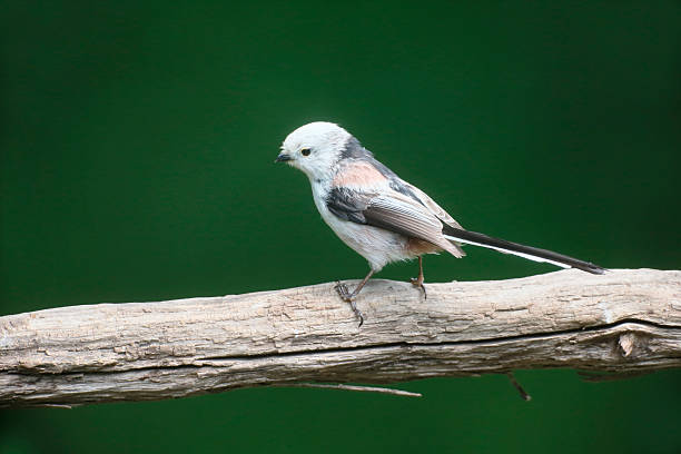 istock Long-tailed tit, Aegithalos caudatus 541289852