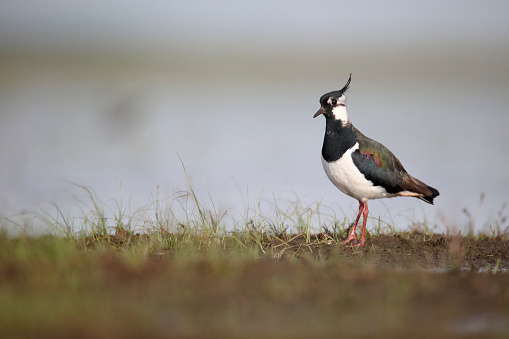 Northern lapwing, Vanellus vanellus, single bird by water, Hungary, May 2016