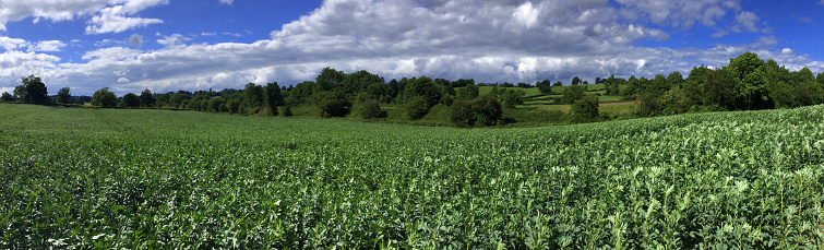 a panoramic view of lush agricultural landscape