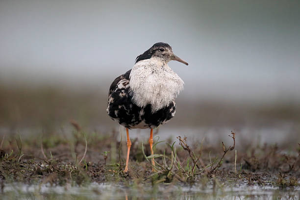 Ruff, Philomachus pugnax Ruff, Philomachus pugnax, single male in water, Hungary, May  2016 philomachus pugnax stock pictures, royalty-free photos & images
