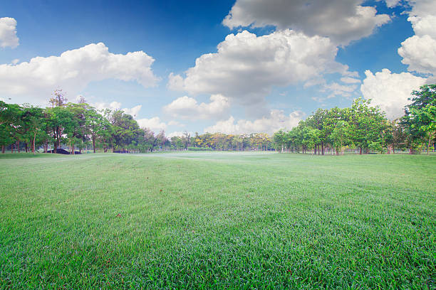 istock The landscapes park and sky or grass background retouch 541290996