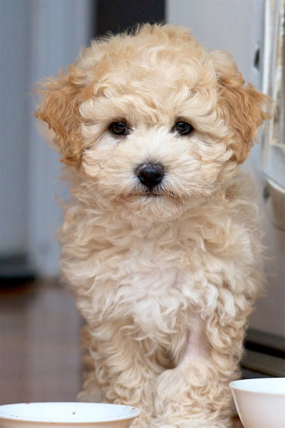 istock Fluffy  Cross Bred Puppy 541291616
