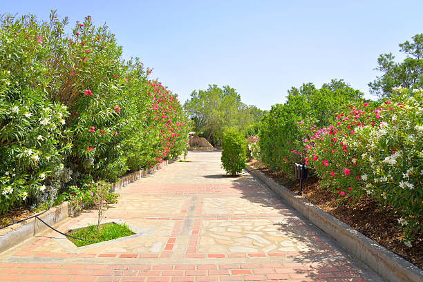istock Alley with flowering bushes. 541292170