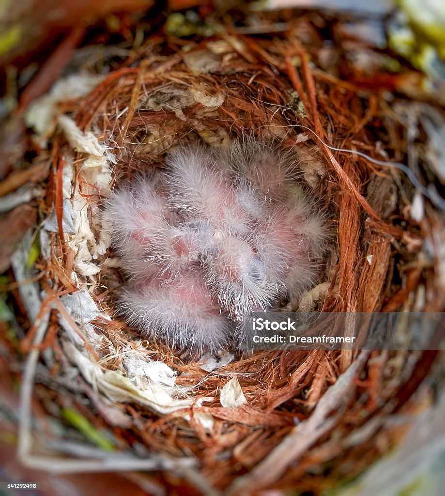 House Finch Babies. Camera: Galaxy S7 Edge. A couple of days old house finch babies sleeping in the nest. Animal Nest Stock Photo