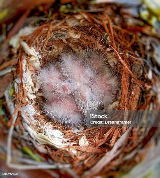 House Finch Babies Camera Galaxy S7 Edge Stock Photo - Download Image Now - Animal Nest, Bird, Animal