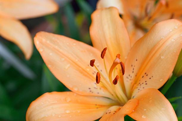 istock Close up of a Thunbeng lily 541293030