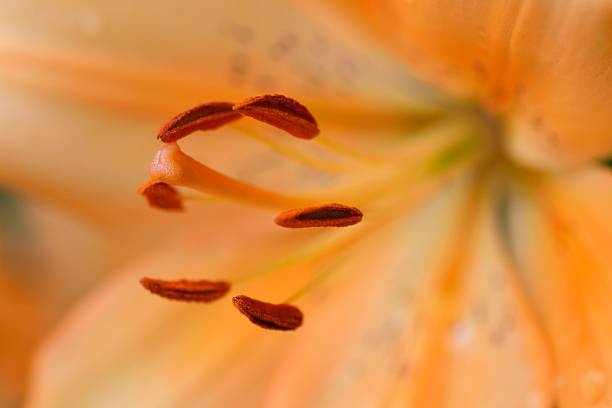 istock Close up of a Thunbeng lily 541293134