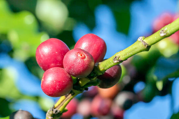 istock Coffee fruits close up photo 541293572