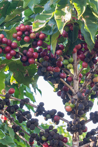 istock Coffee fruits close up photo 541293616