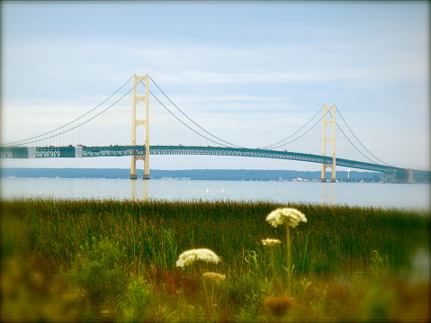 Mackinac Bridge with Flowers in Foreground