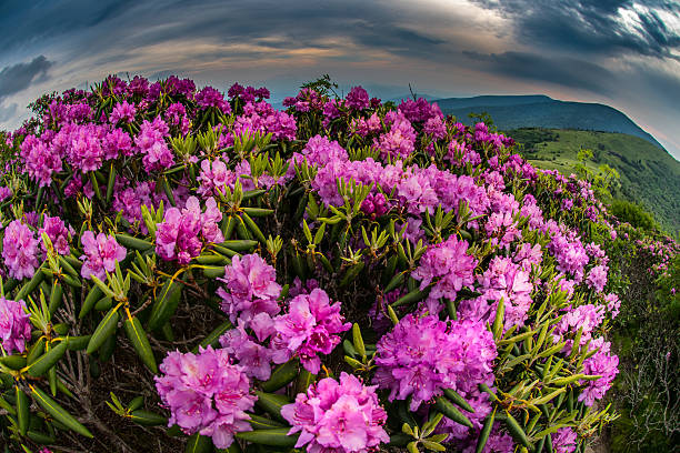 рододендрон буш с fisheye - roan mountain state park стоковые фото и изображения