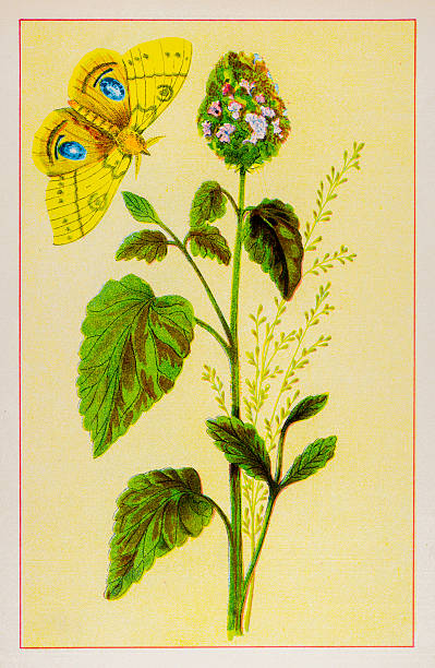 240+ Catnip Plant Stock Illustrations, Royalty-Free Vector Graphics ...