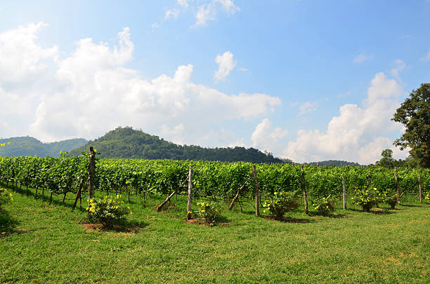 Grape garden at Khao Yai in Nakhon Ratchasima, Thailand