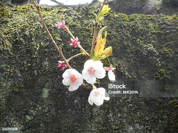 Tree Of Wild Cherry Tree Stock Photo - Download Image Now - Bud, Cherry Blossom, Cherry Tree