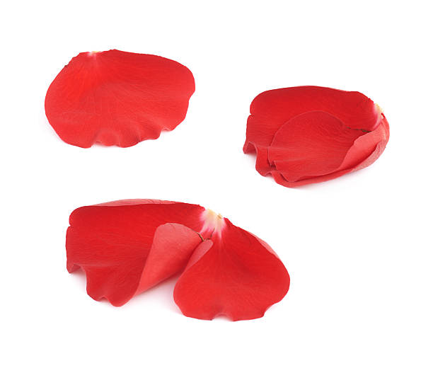 istock Red rose flower petals set isolated 541295986