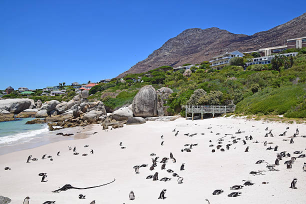 istock Boulders Beach, South Africa (Penguin Beach) 541296896