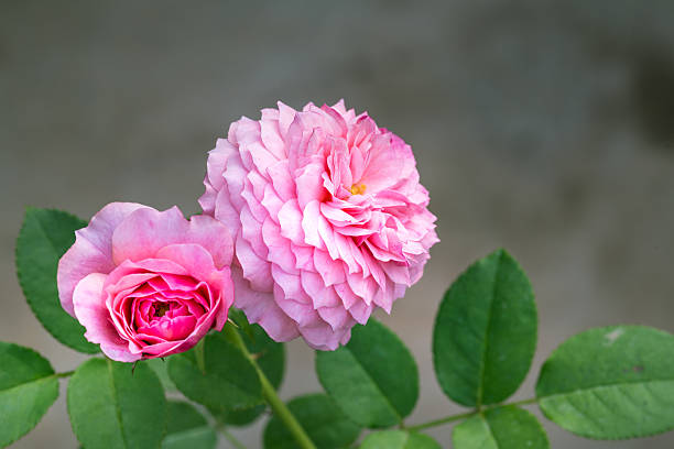 istock pink  roses blooming  in the morning 541296928