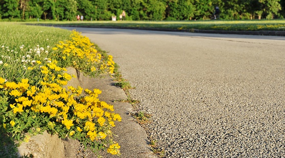 Street level view of the road surface with yellow wildflowers dangling off the curb. People walking in the background. 