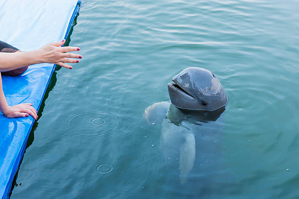 Irrawaddy dolphin floating in the water to await command from the trainer.