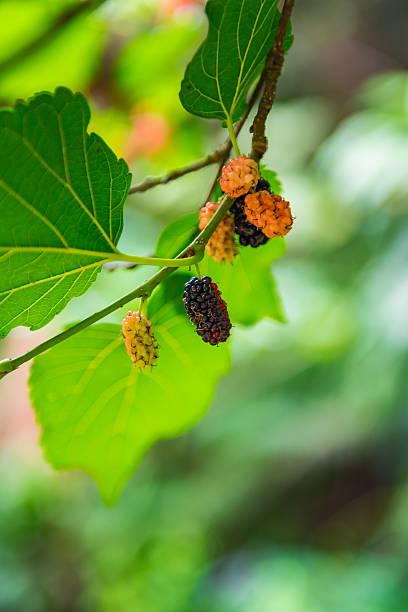 istock Ripe and unripe mulberry on twig. Selective Focus. 541297930