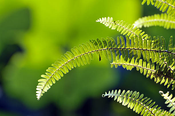 istock Beauty in nature 541299064