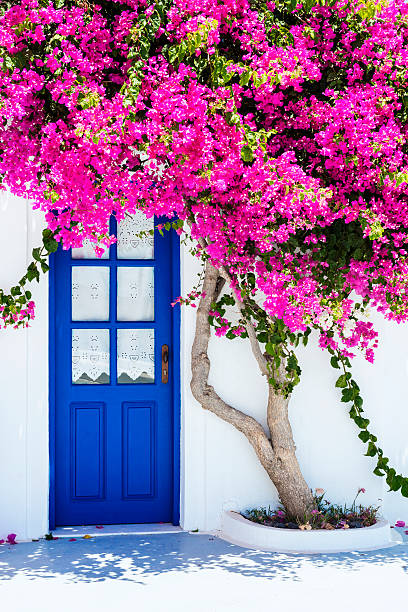 maisons blanches traditionnelles couverte de bougainvilliers en fleur à santorin, grèce - blocked door photos et images de collection