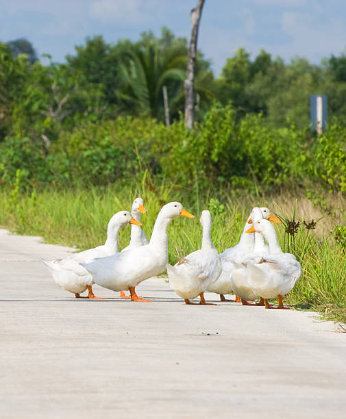 istock seven duck walking on the road at the countryside 541301030