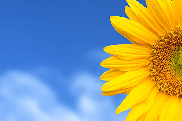 ヒマワリ青い空を背景に - sunflower field flower yellow ストックフォトと画像