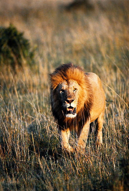 istock Male lion, Masai Mara Game Reserve, Kenya 541301330