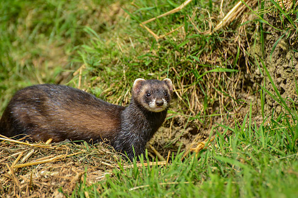 istock Beautiful female Jill polecat mustelinae putorius outside her bu 541301830