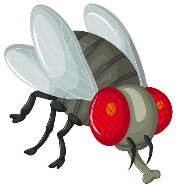 illustrations, cliparts, dessins animés et icônes de joli petit dessin mouches - fly housefly ugliness unhygienic